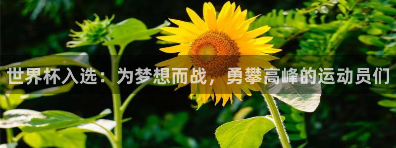 世界杯决赛直播:世界杯入选:为梦想而战,勇攀高峰的运动员们